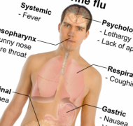 H1N1 основные симптомы болезни.
